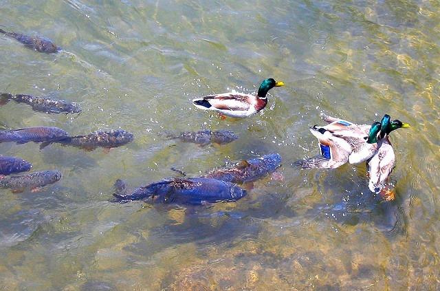 ::::::::- LIKE -:::::: - 9942755423973057960422007413036n.jpg